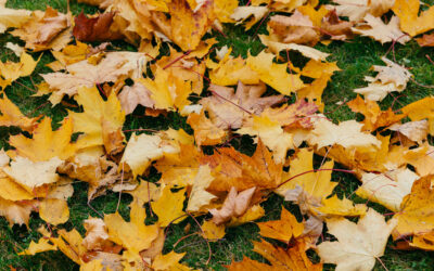 Les plantations d’arbres et arbustes en novembre