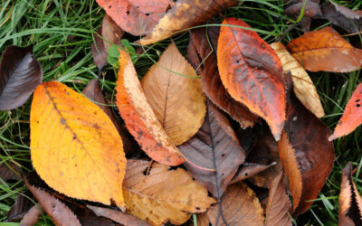 Que faire dans votre jardin à Fourneaux en novembre ?